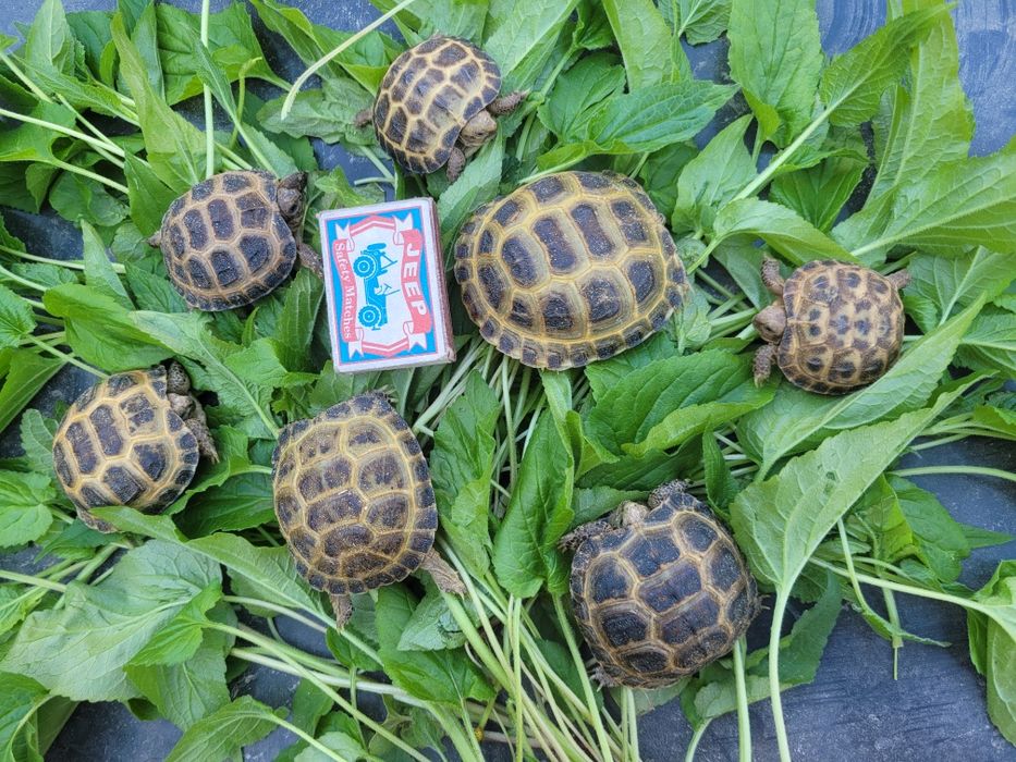 Черепашки сухопутные