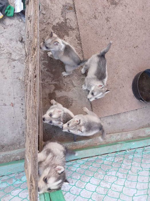 Щенки Хаски продам