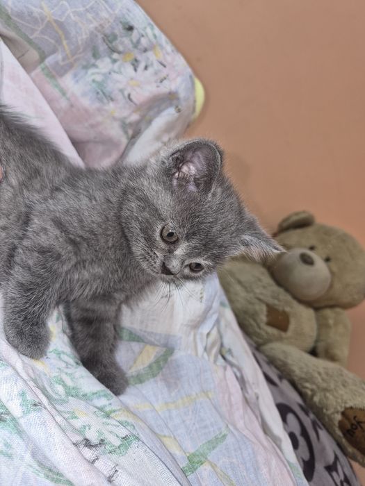 Продажа котят...