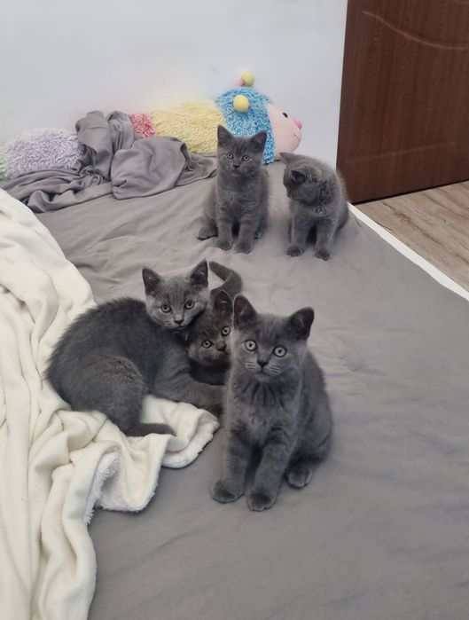 Puiuți de pisică