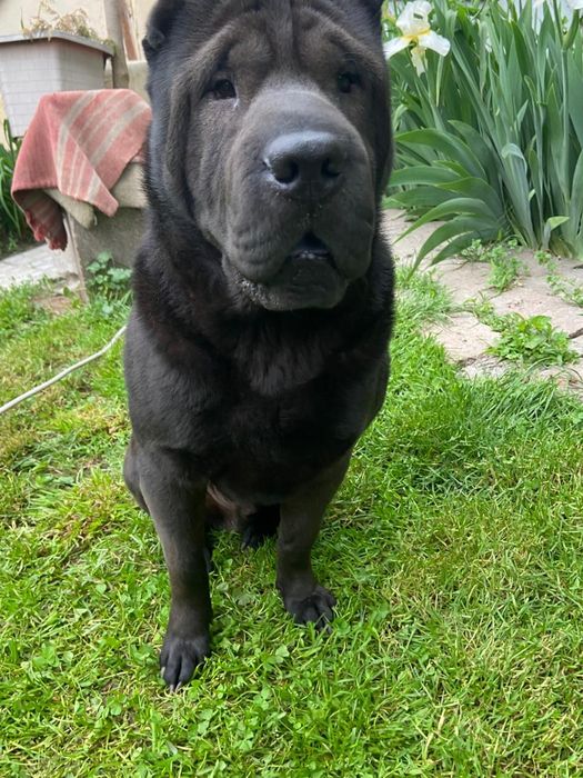 черный чистокровный шарпей ищет девочку !