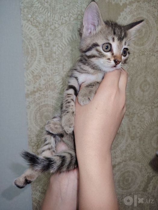 Отдам в добрые руки