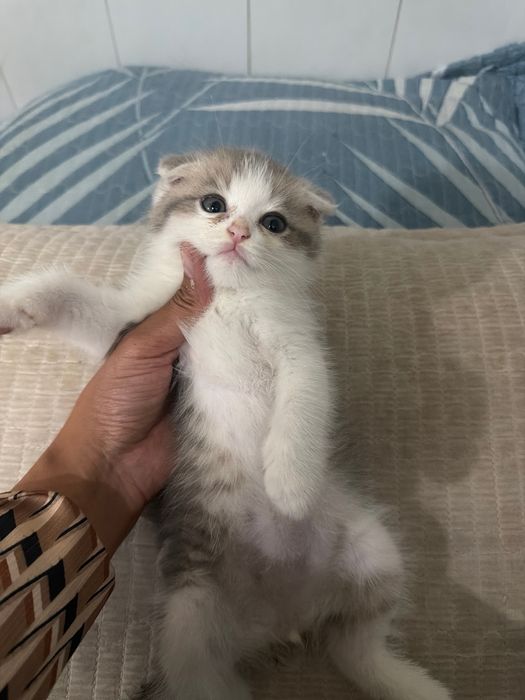 Shoshiling! Scottish Fold — oxirgi 2 ta