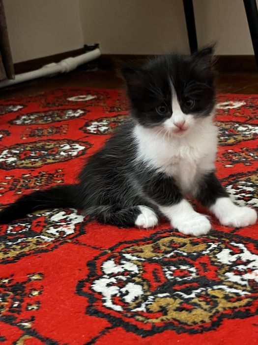 Веселые котята, в лоток приучены