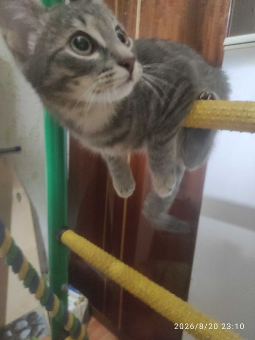 Котенок в добрые руки
