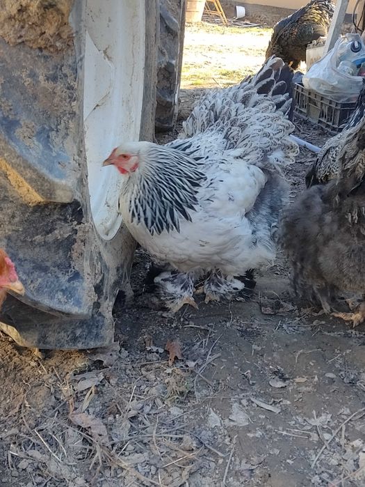 Oua incubat brahma herminat,columbia,potarnichiu, porțelan