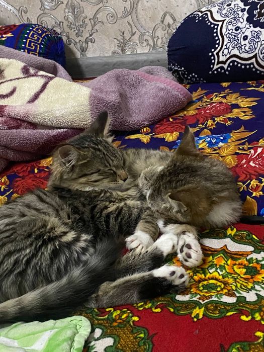 Mushuk tekinga bervoramiz