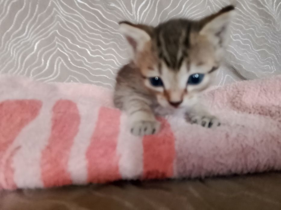 Котята  кушают сами  очень красивые