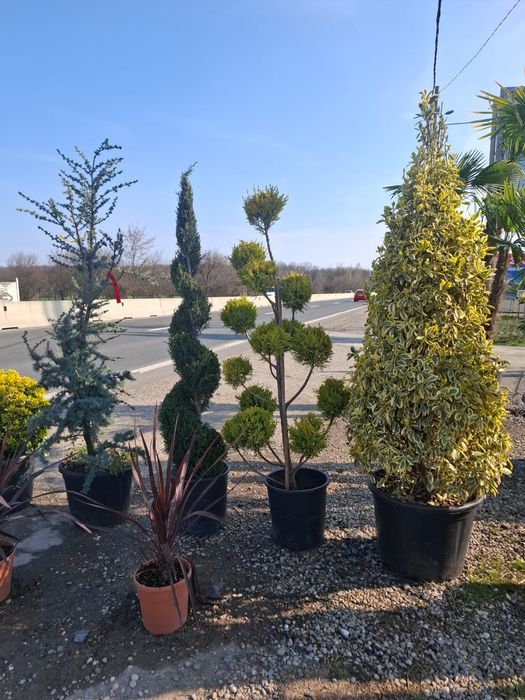 Vând plante  ornamentale