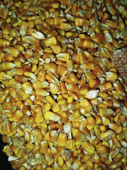Здравствуйте продам кукурузу в зернах