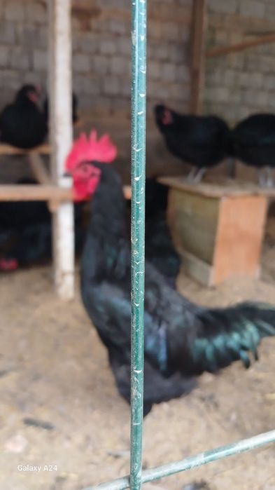 Qora shaxzoda tuxumlari sotiladi.