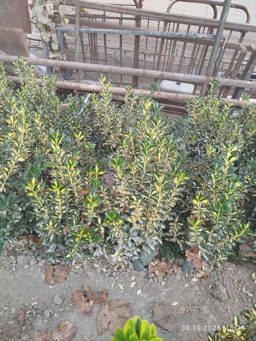 Shamshod bereskilet 
Optom