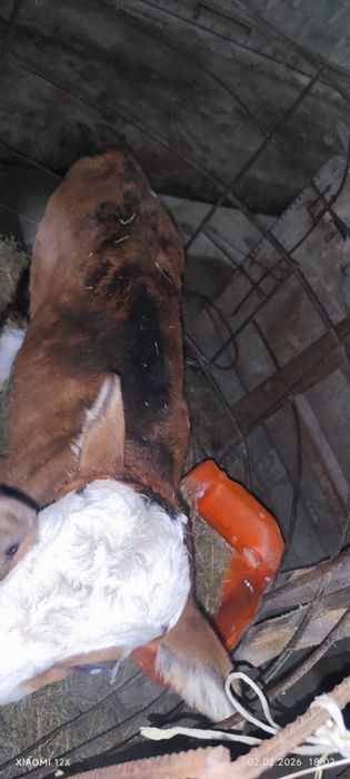 Теленок 25 дней молочной породы