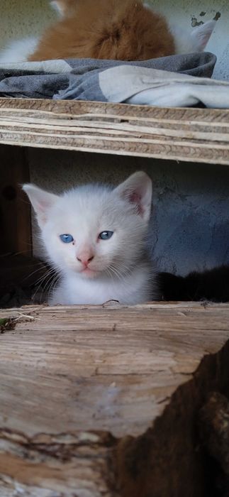 Подарявам котета