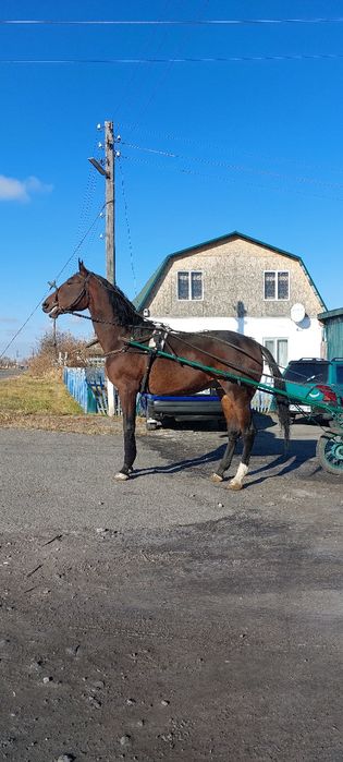 Продам жеребца иноходец
