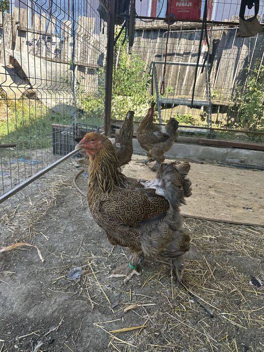 Disponibile 3 gaini brahma potarnichiu