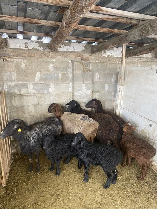 Қозылы өой сатылады