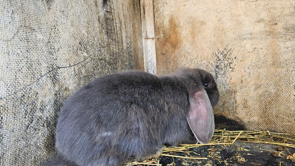 Френски   кочовати   зайци