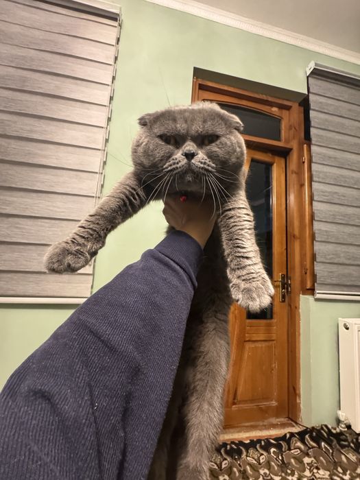 Не продаётся, для вязки.