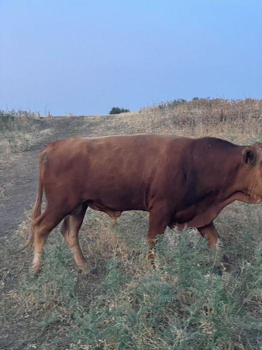 Продам быка производителя