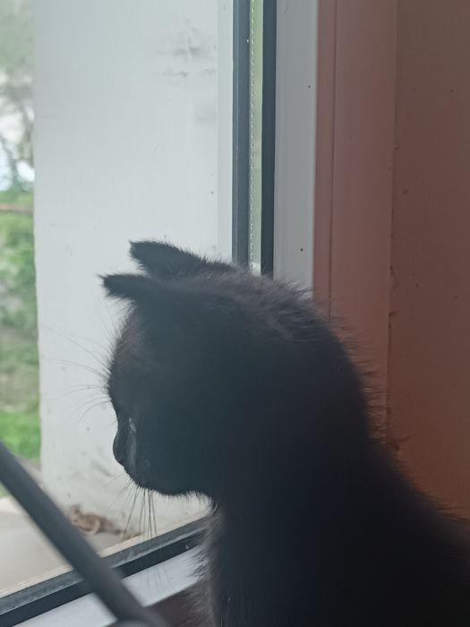 отдам котенка в добрые руки