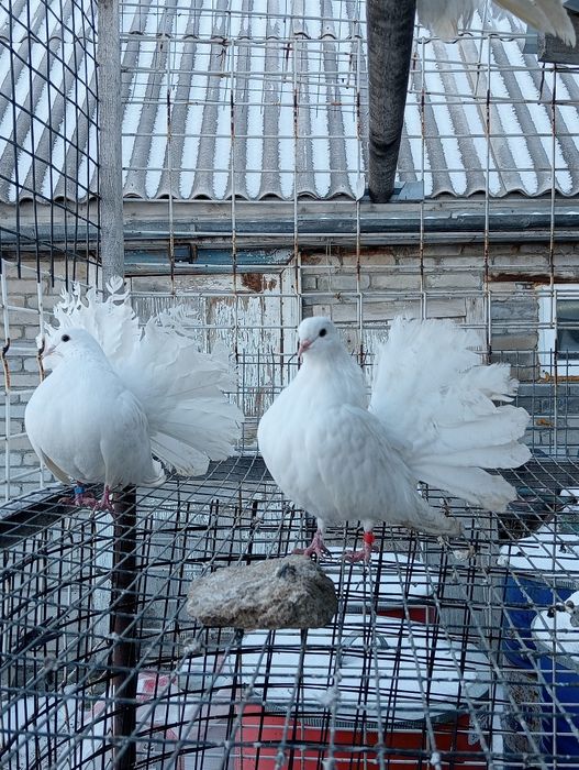 Голуби. павлины.