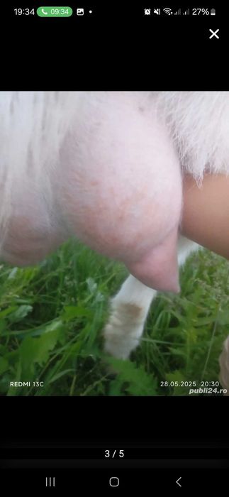 Vand capre și țapi