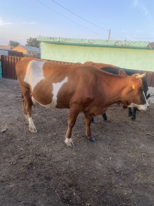 Продам две коровы
