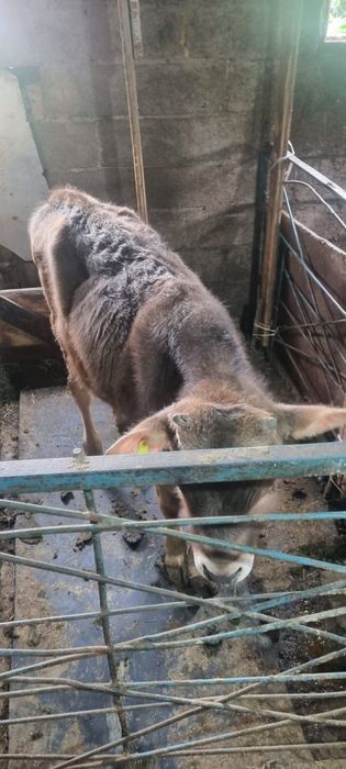 Продаётся бычок телёнок