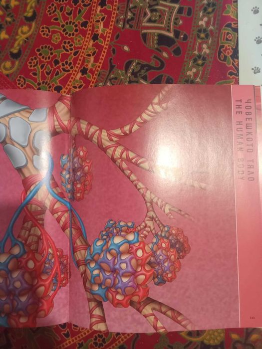 Илюстрован тематичен речник  - БЪЛГАРО-АНГЛИЙСКИ