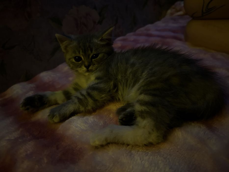 котенок Скоттиш страйт