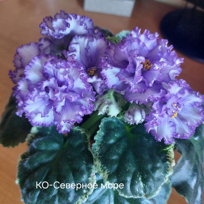 Комнатная фиалка