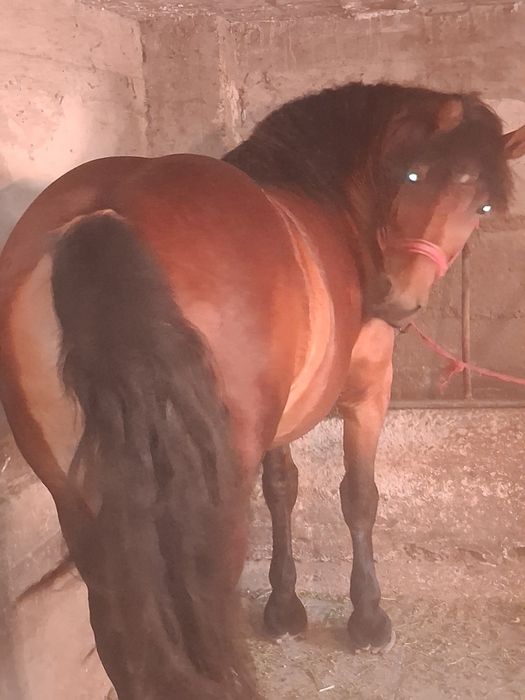 Vând manza de 3 ani