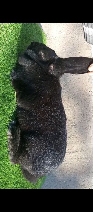 Кролик Французский баран