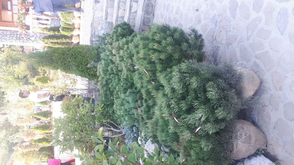 Tuia plante ornamentale