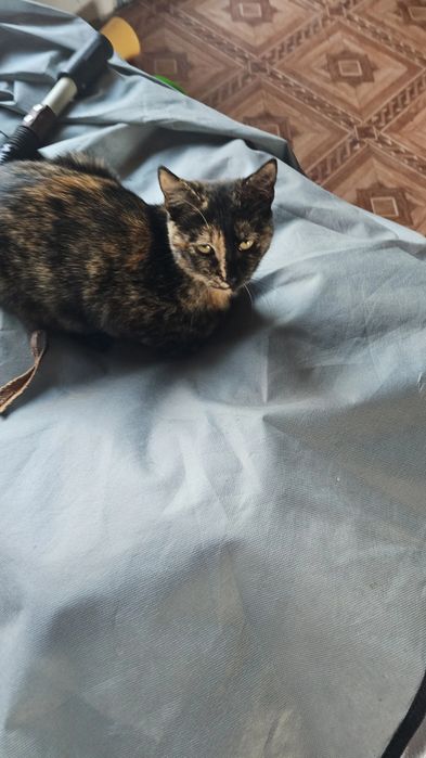 Подарява се котенце женско,игриво и много дружелюбно.