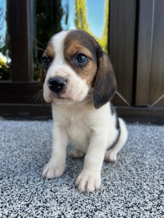 Pui rasa Beagle