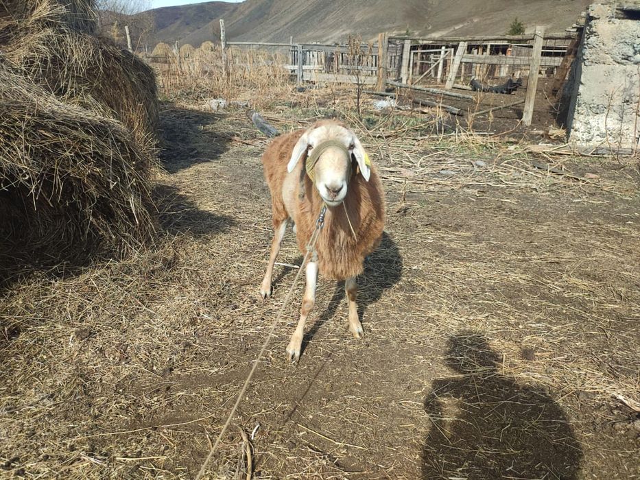 Продается кошкар породы Гиссар