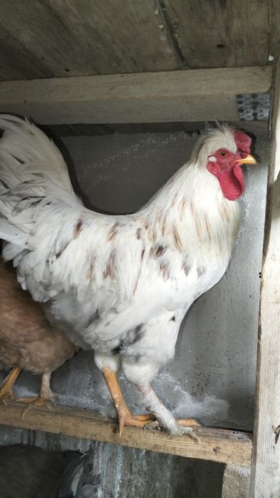 Руская хохлатая дәу қораз