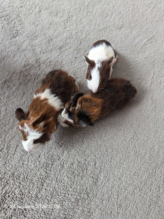 Donez porcusor de Guineea