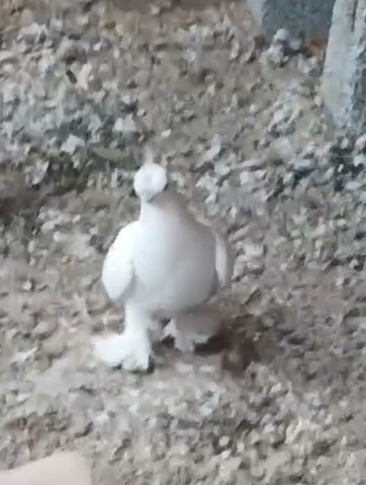 Продается голуби