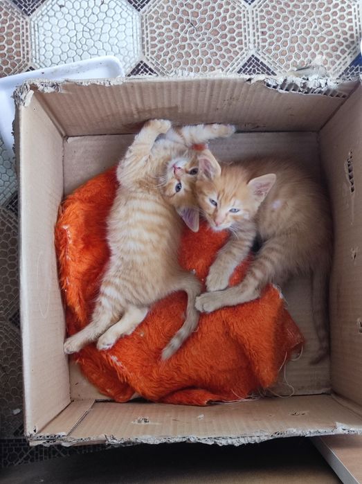 Котета 3бр. налични
