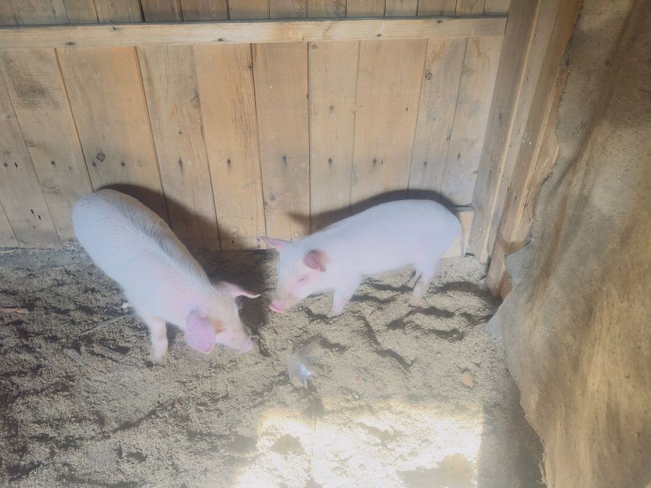 продам поросят мясная порода