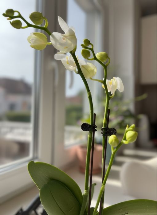 Орхидея 12 сортов цветущие