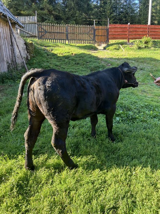 Vitea baltata neagra