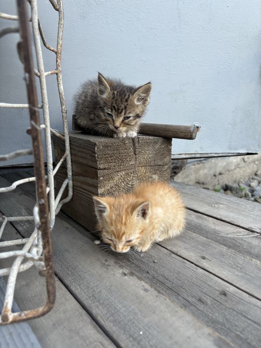 Отдам котят в добрые руки