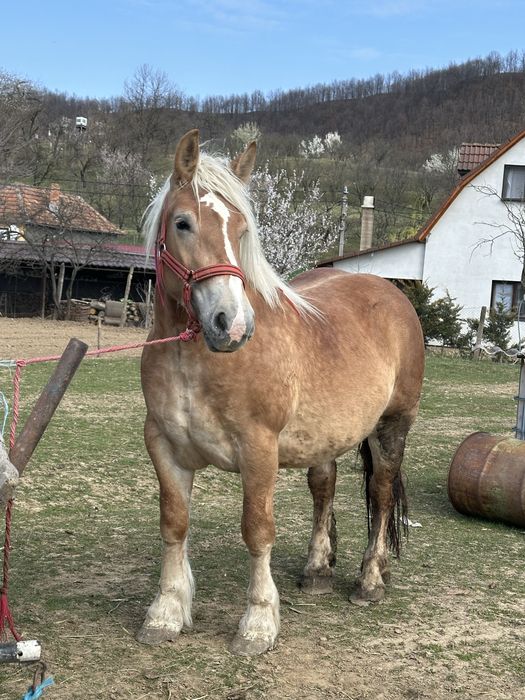 Vand manza de 3 ani gestanta