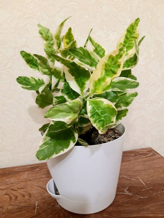 Продам педилантус