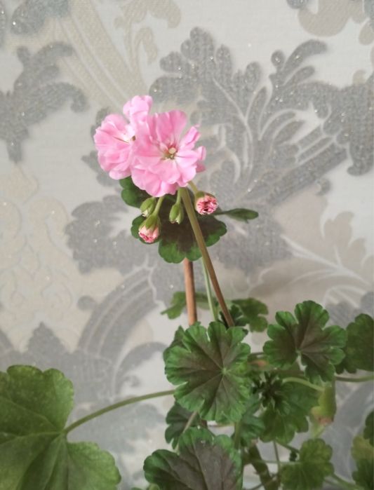 Герань 3000 тенге