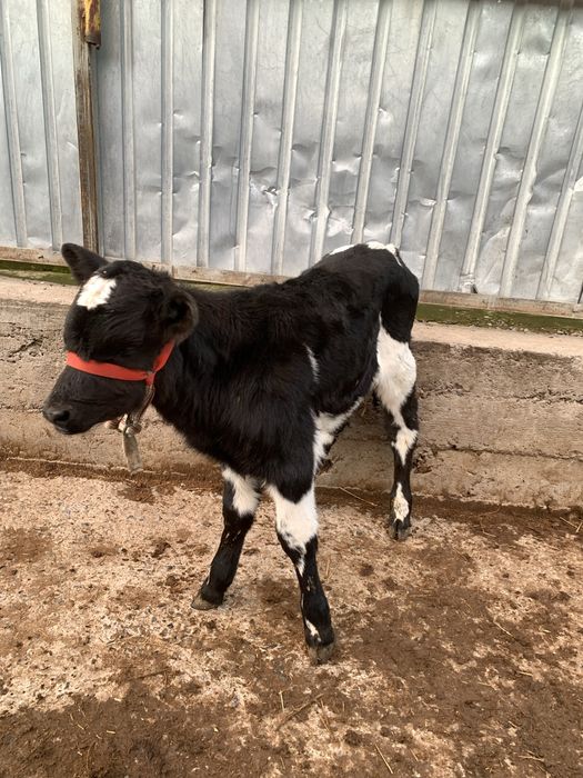 Еркек бұзау сатылады